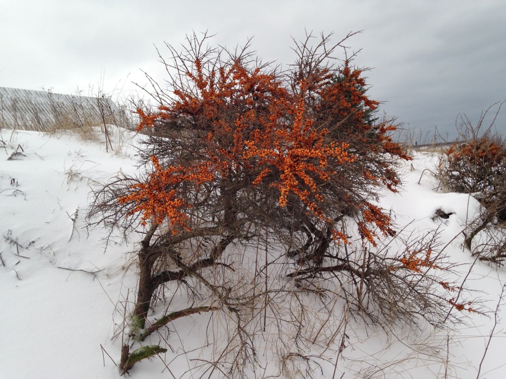 Dänemark wo das Glück wohnt Winterstimmung aus Dänemark by Cordula Hamelmann